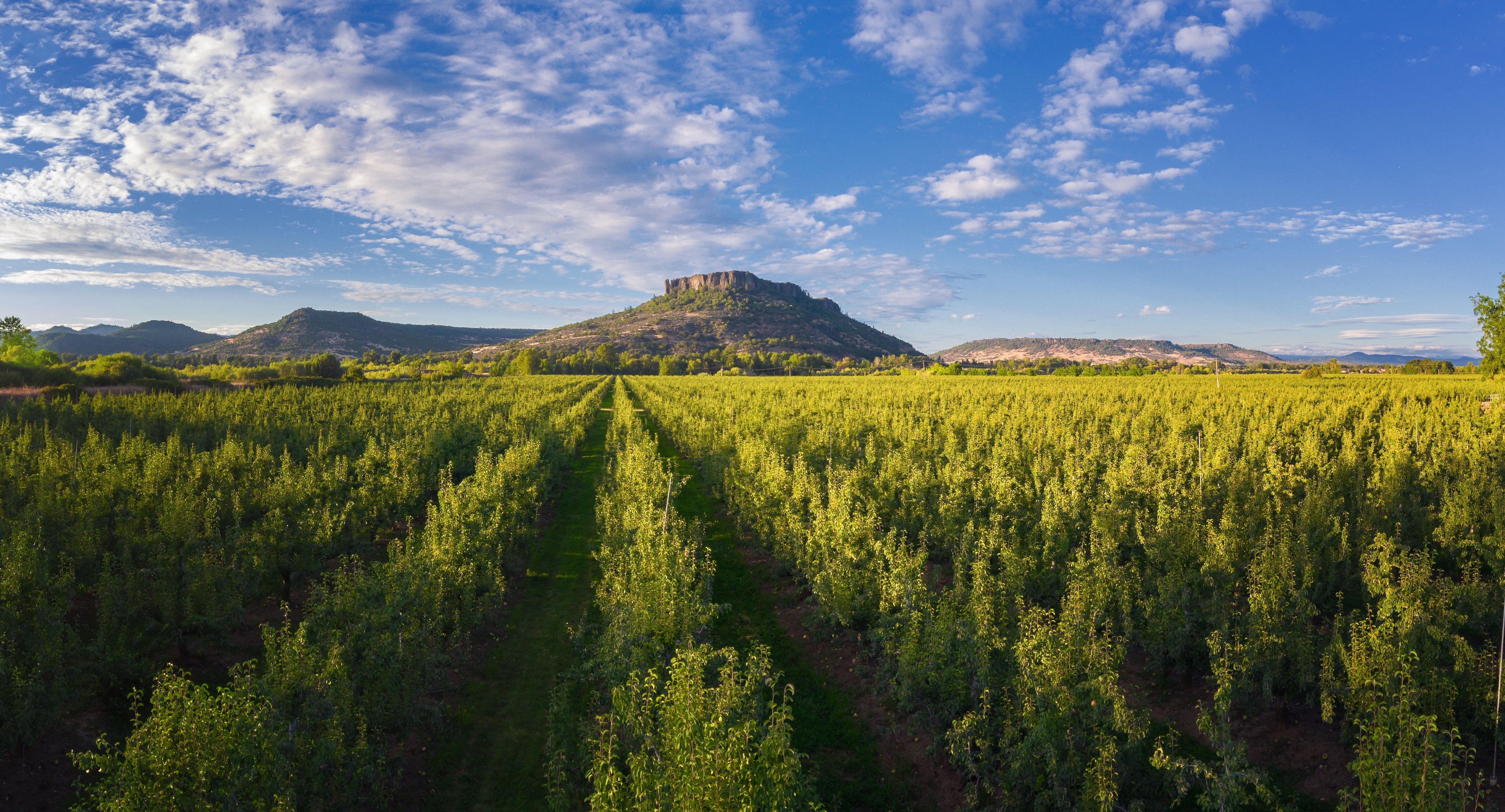 Pear orchard on the Rogue Valley floor below Upper Table Rock near Medford, Oregon